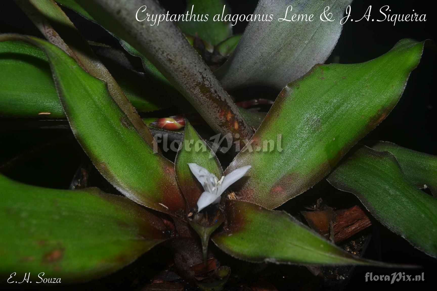 Cryptanthus alagoanus