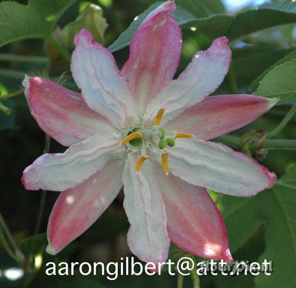 Passiflora parritae hybrid