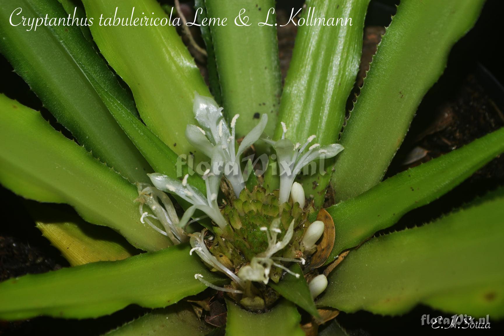 Cryptanthus tabuleiricola