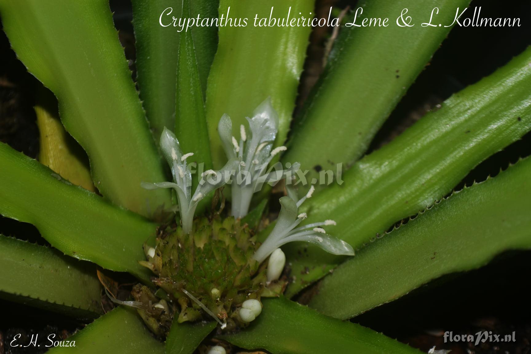 Cryptanthus tabuleiricola