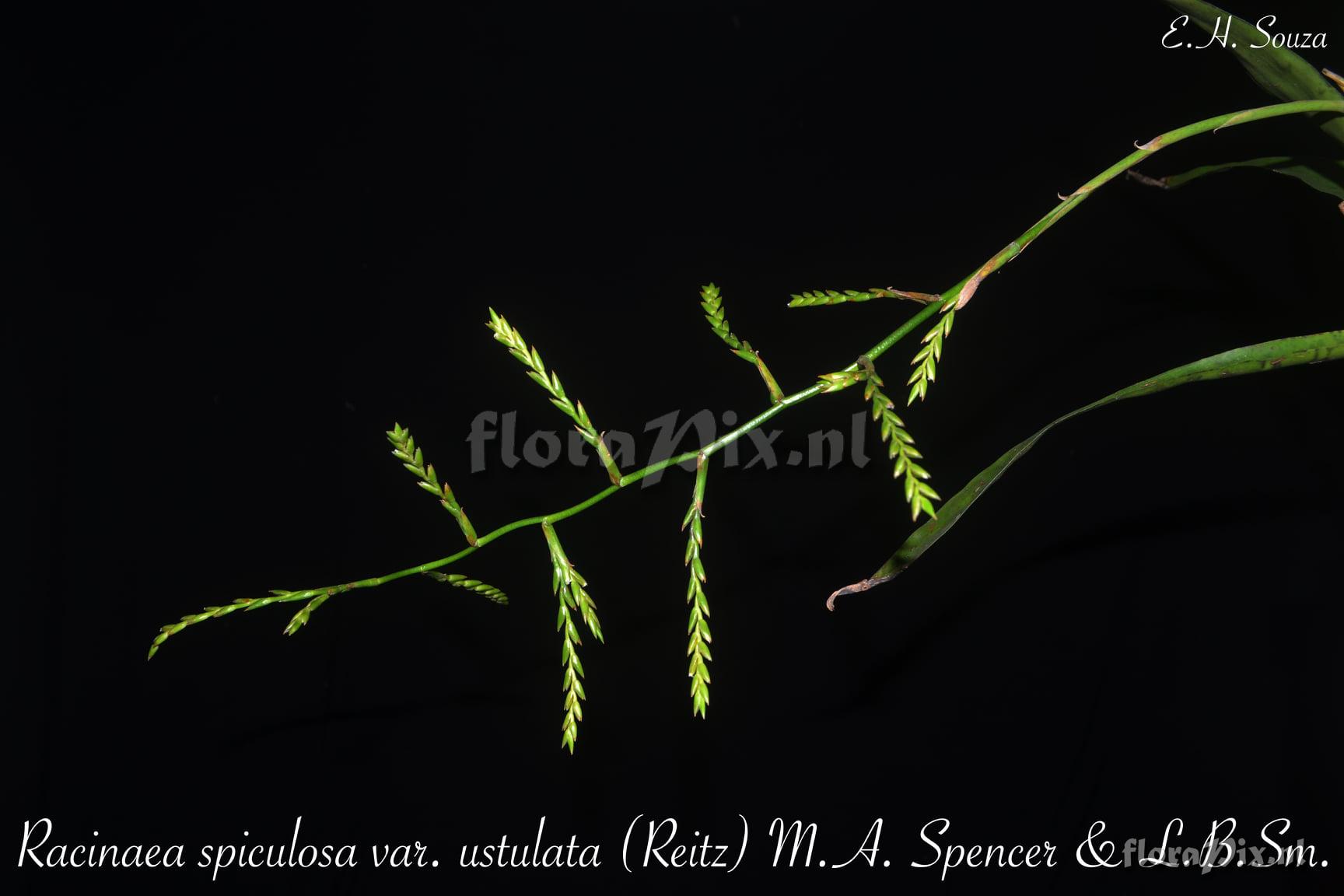 Racinaea spiculosa var. ustulata