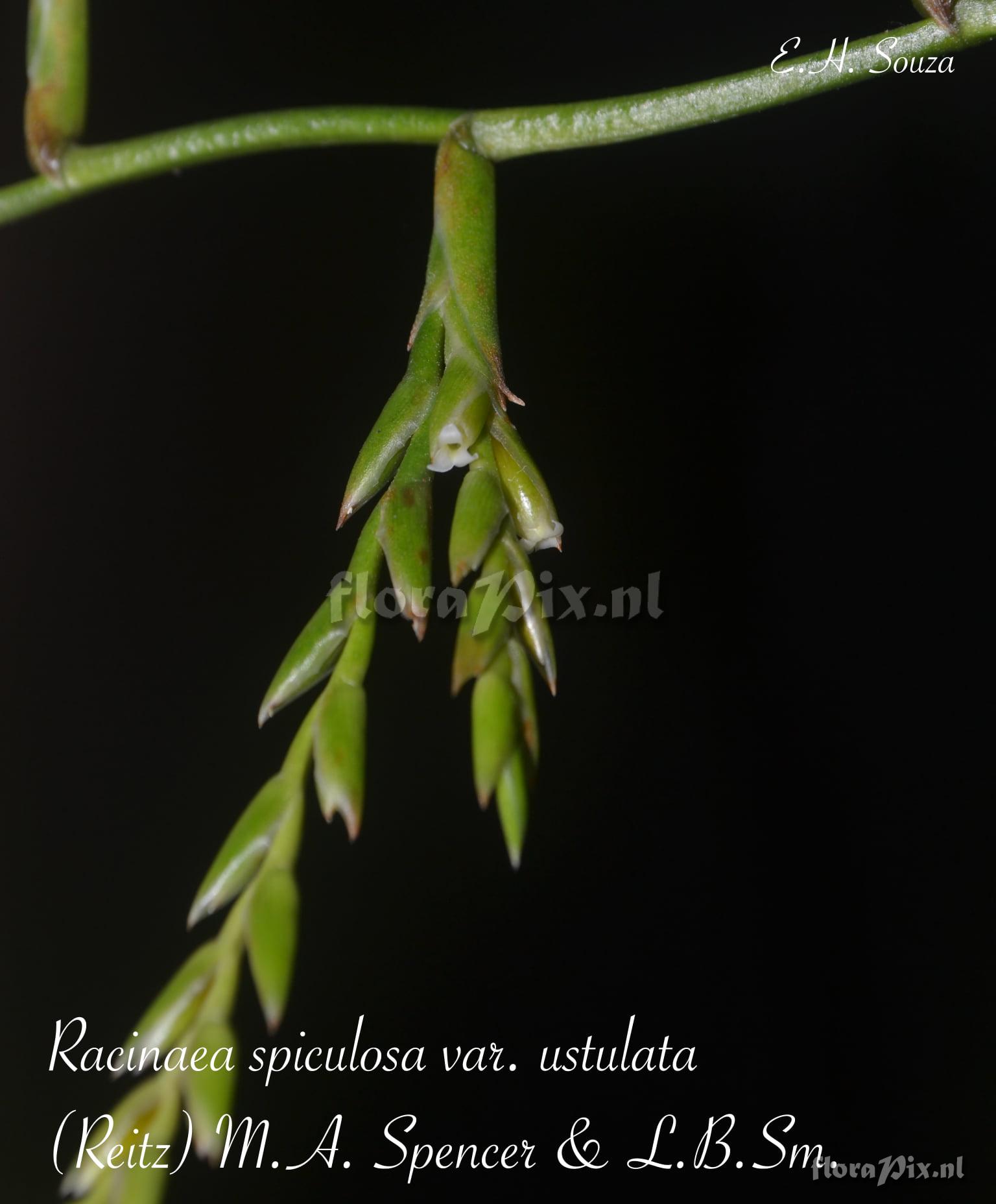 Racinaea spiculosa var. ustulata
