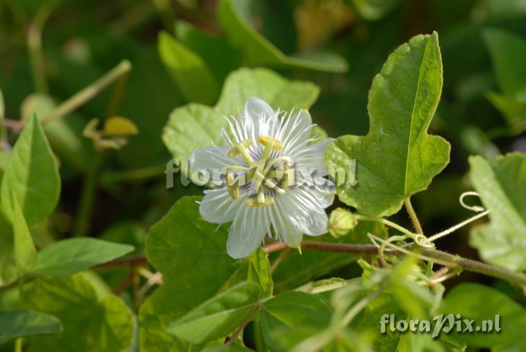 Passiflora moritziana