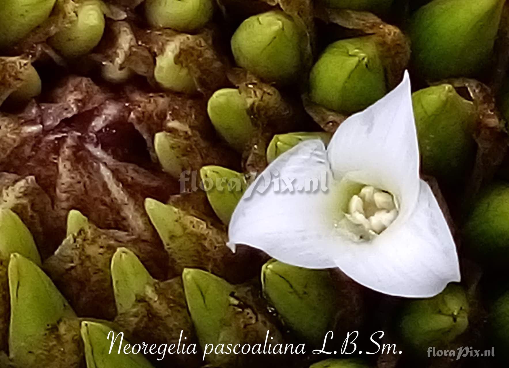 Neoregelia pascoaliana