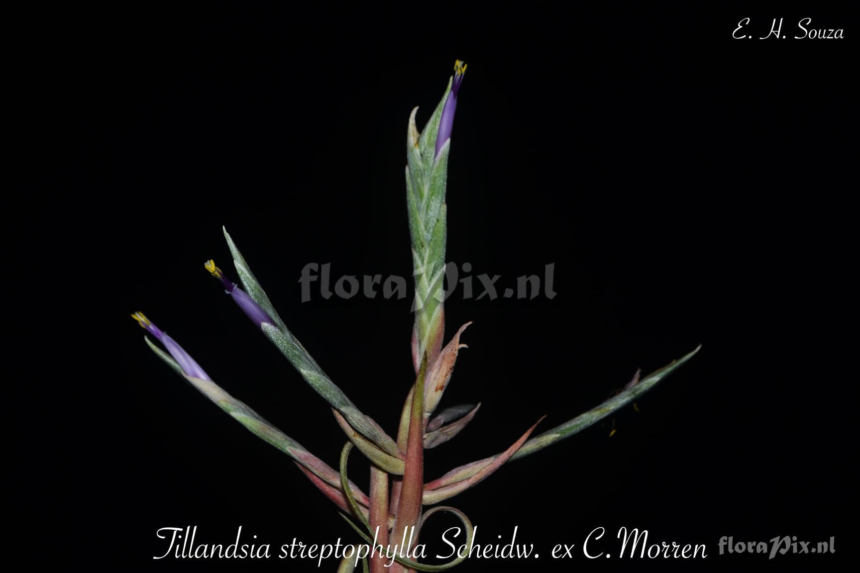 Tillandsia streptophylla