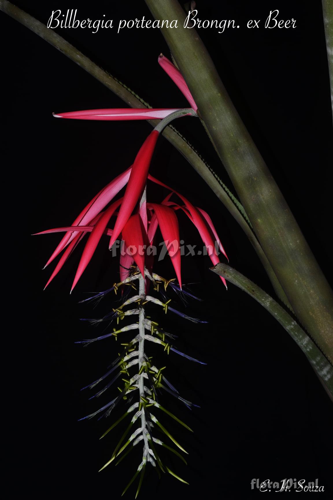 Billbergia porteana