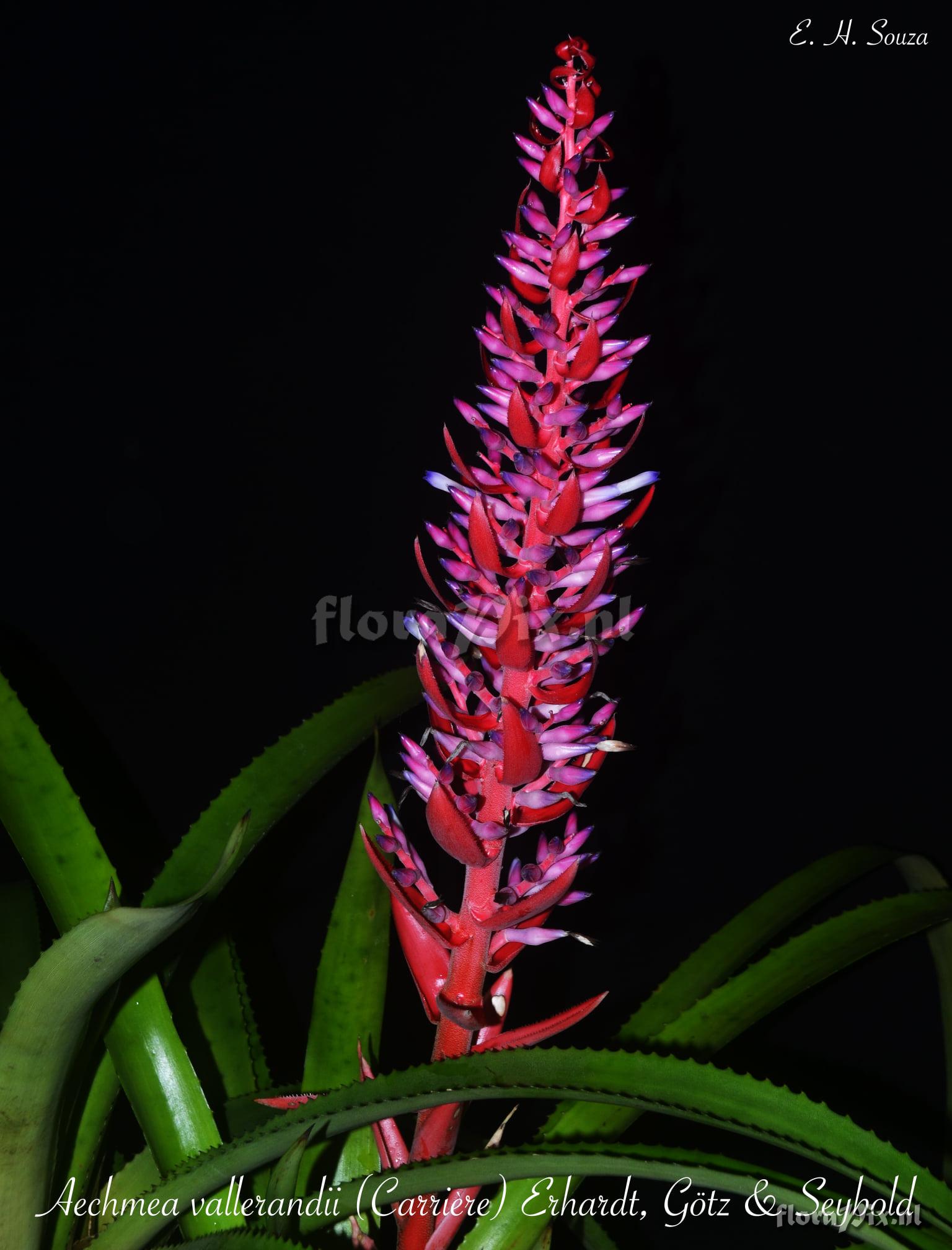 Aechmea vallerandii