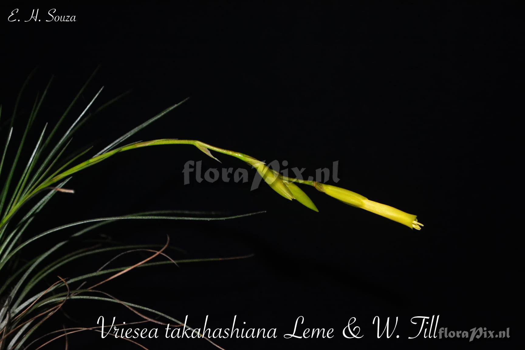 Vriesea takahashiana