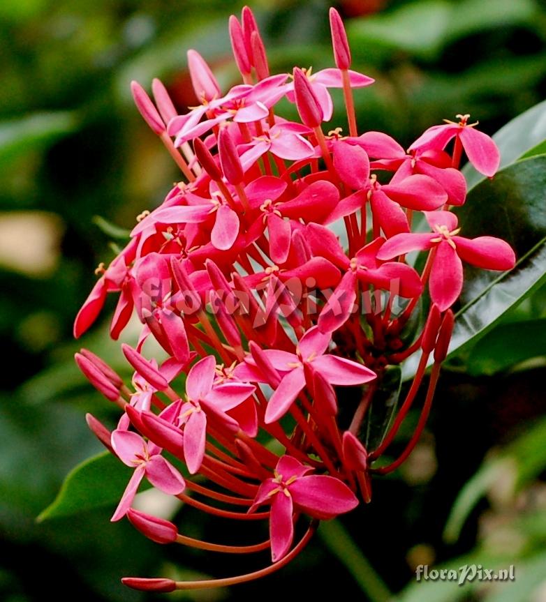 Ixora sp. Inflorescence