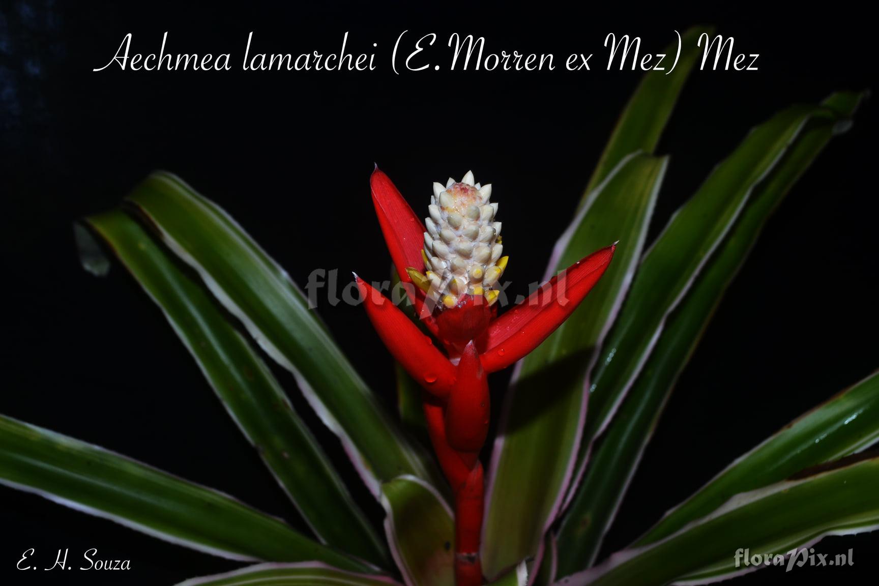 Aechmea lamarchei