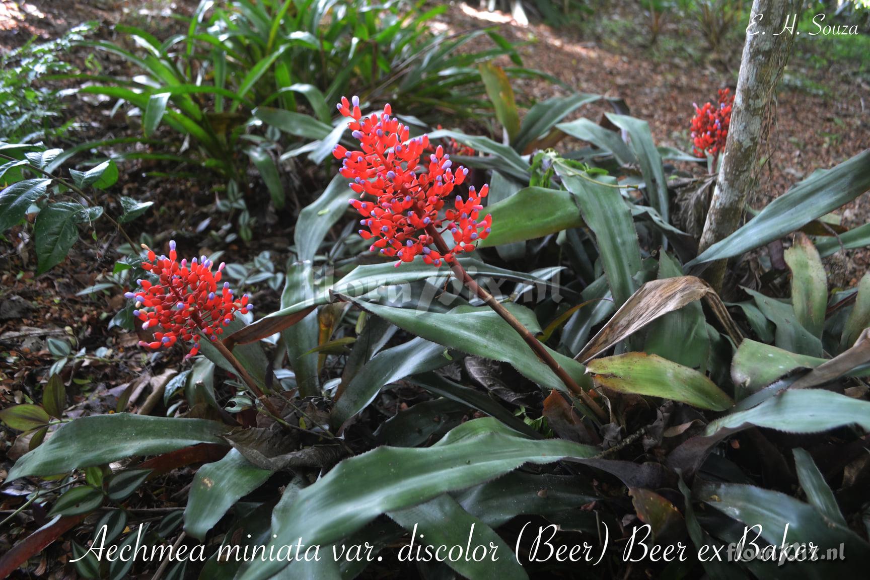 Aechmea miniata var. discolor