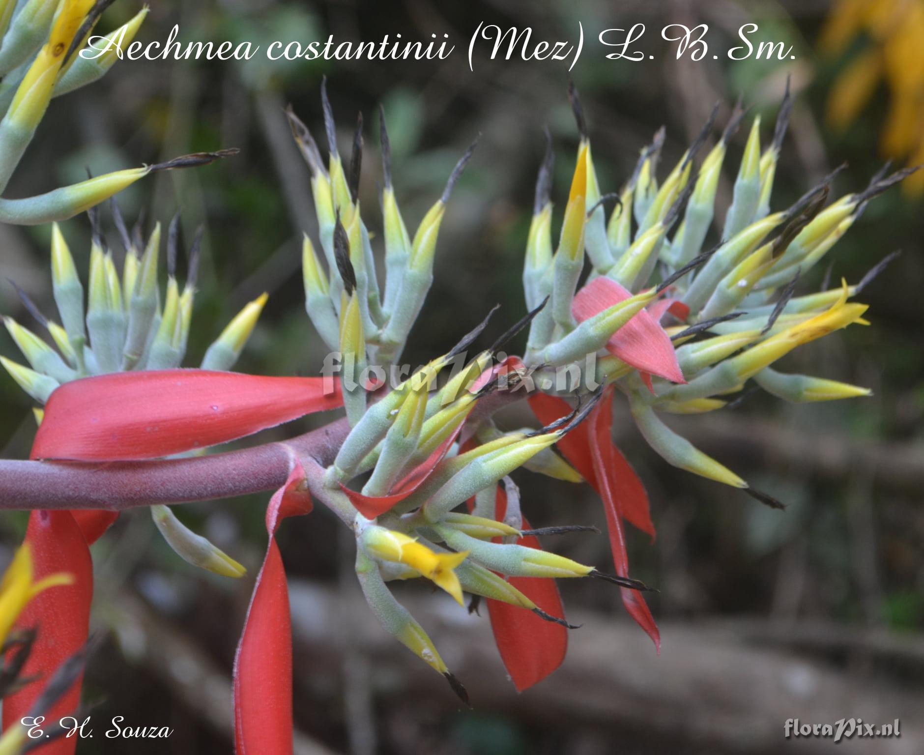 Aechmea costantinii