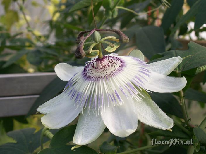 Passiflora sp.