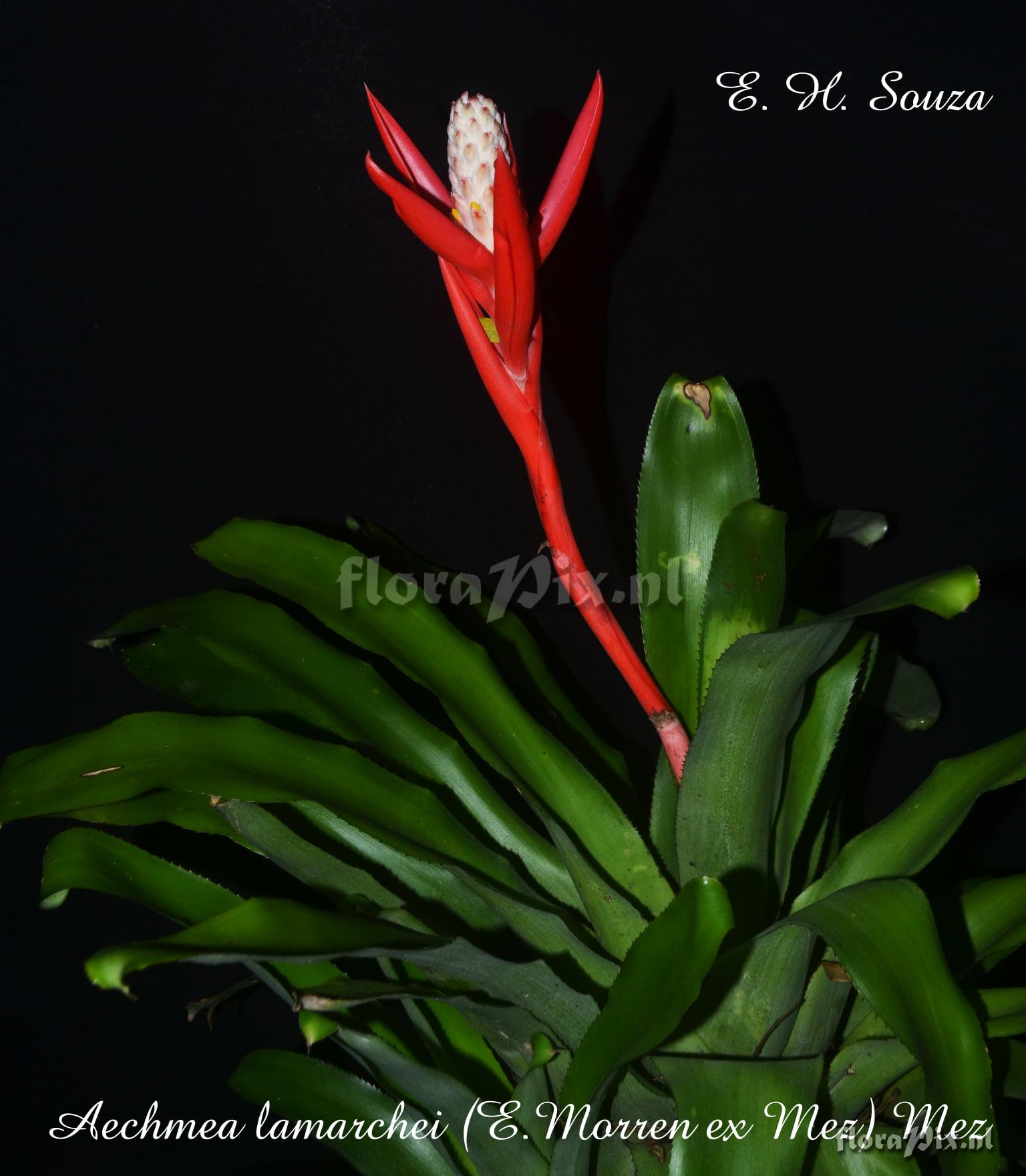 Aechmea lamarchei