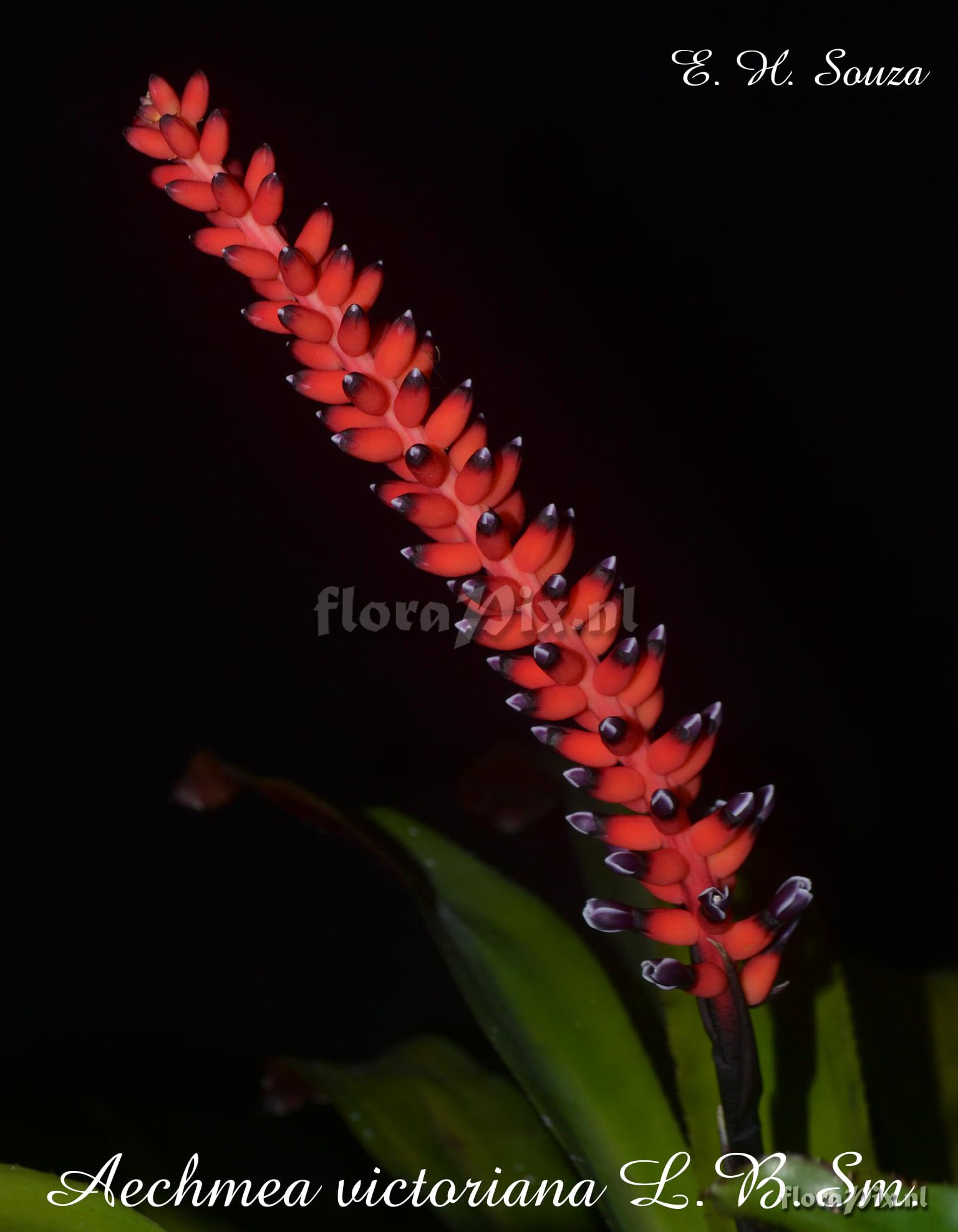 Aechmea victoriana