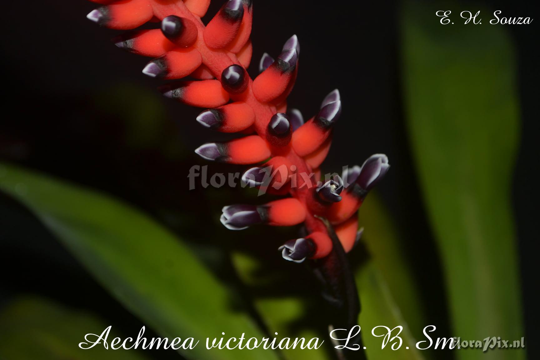 Aechmea victoriana