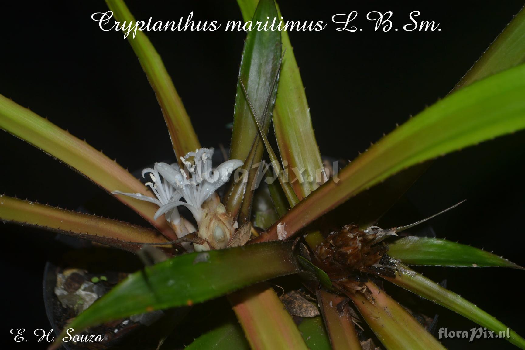 Cryptanthus maritimus