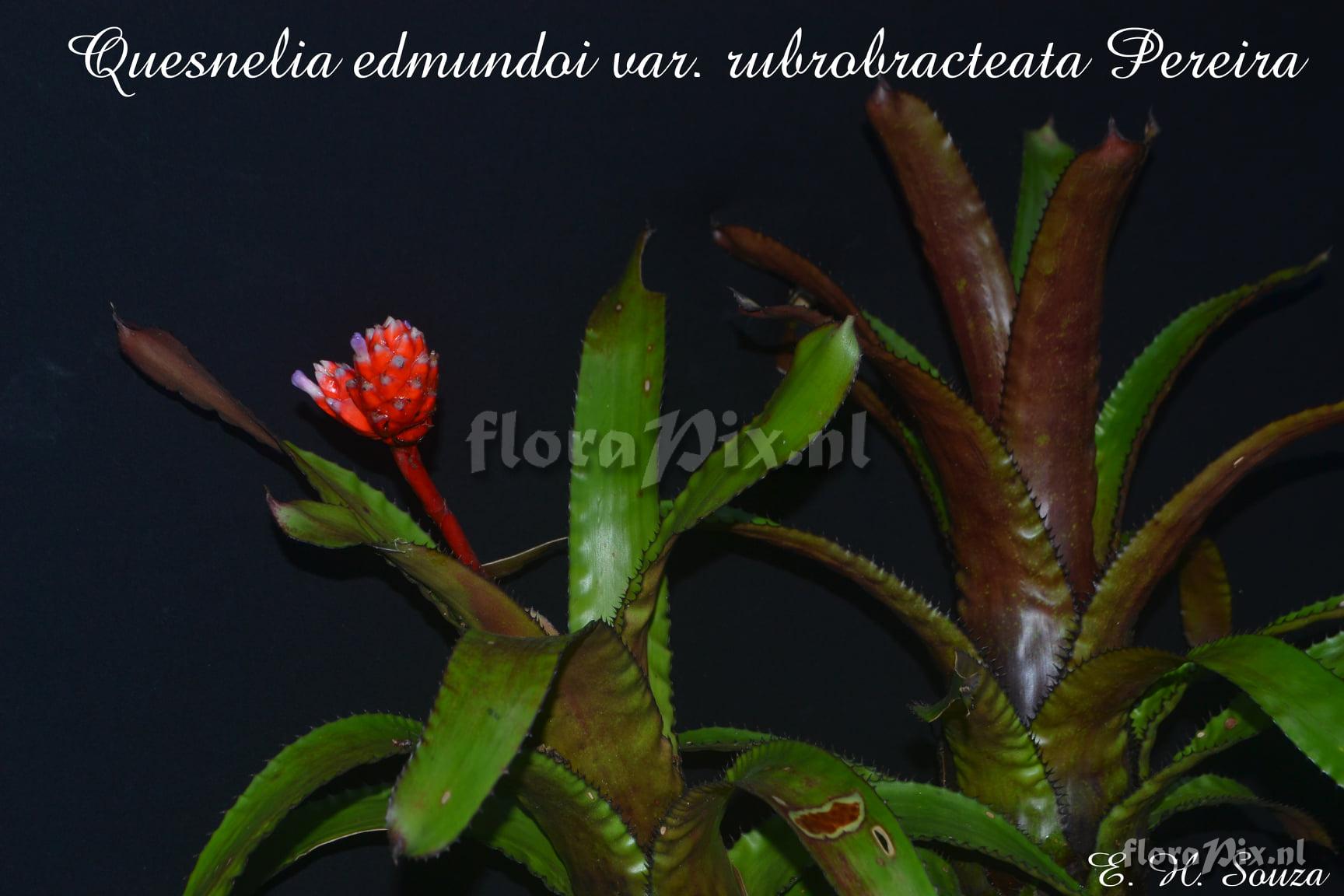 Quesnelia edmundoi var. rubrobracteata