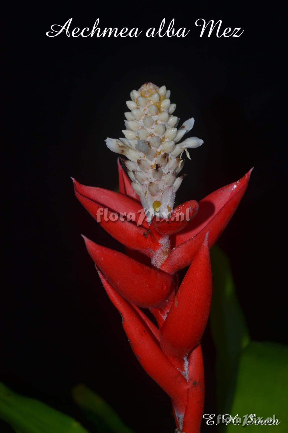 Aechmea alba