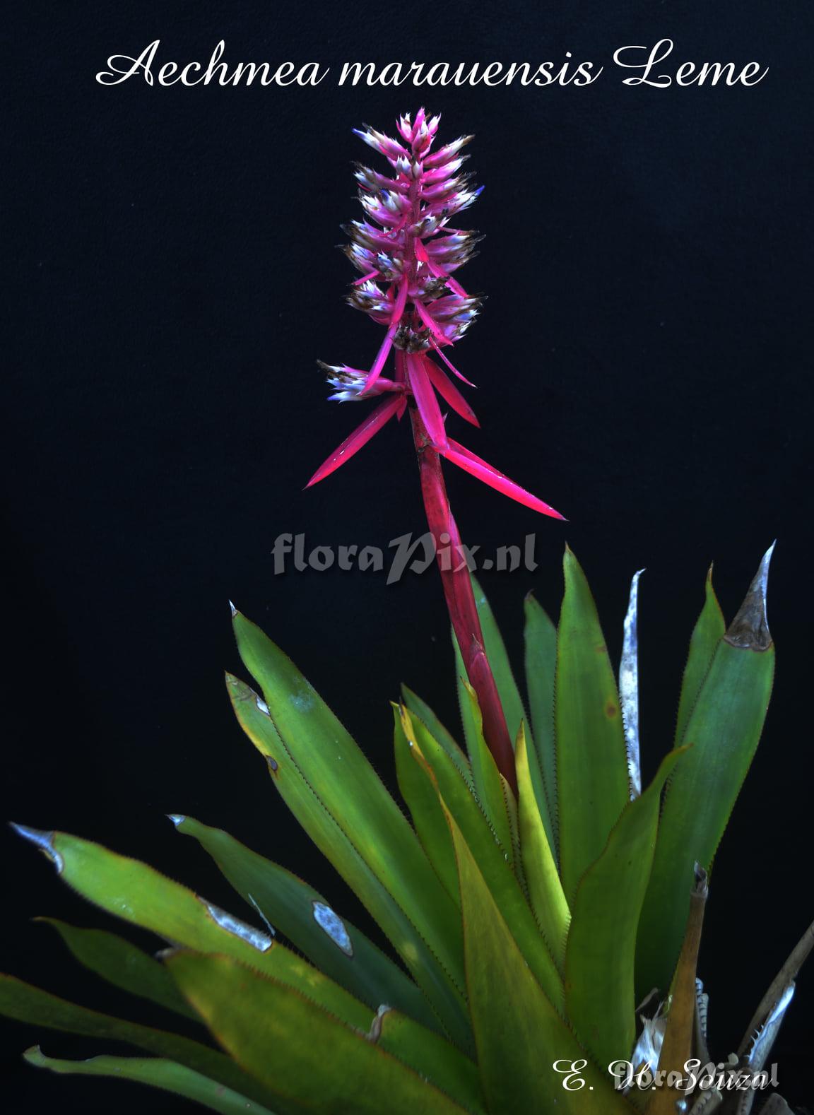 unknown Aechmea marauensis