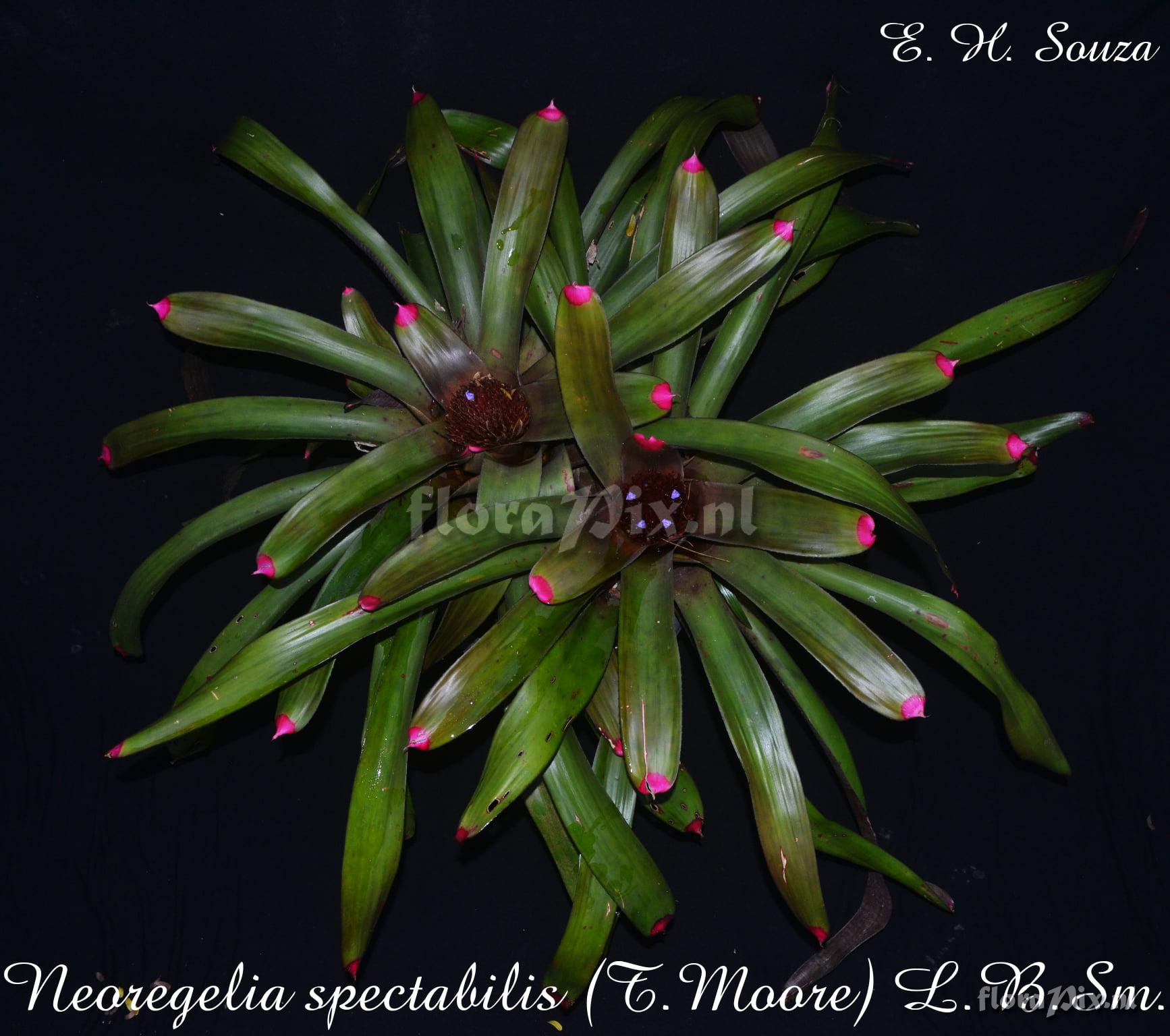 Neoregelia spectabilis