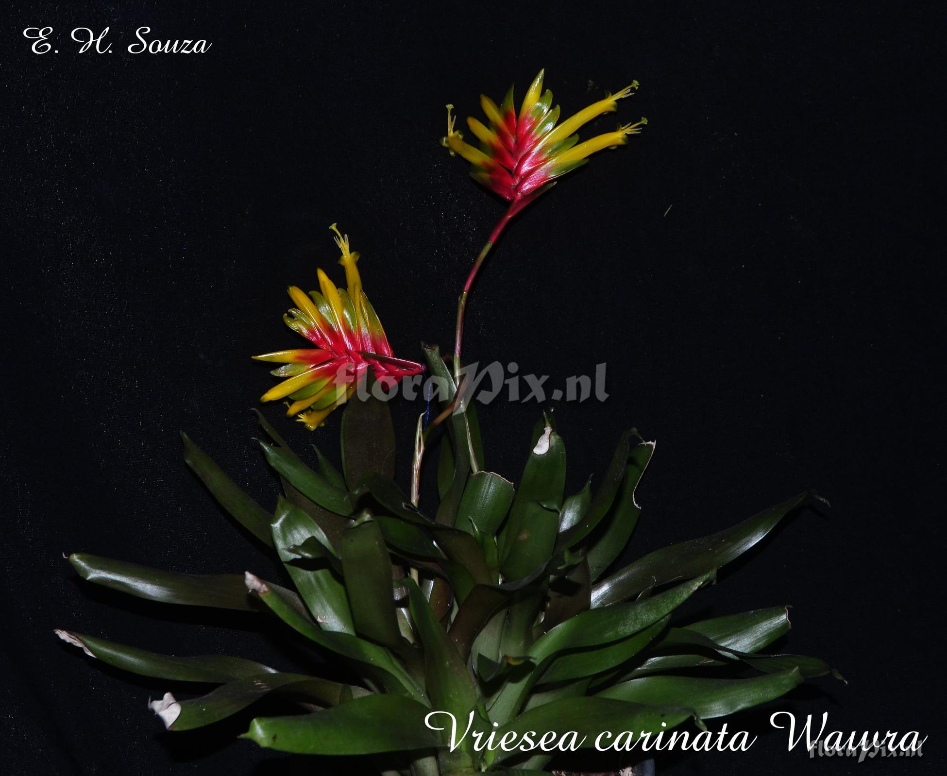 Vriesea carinata