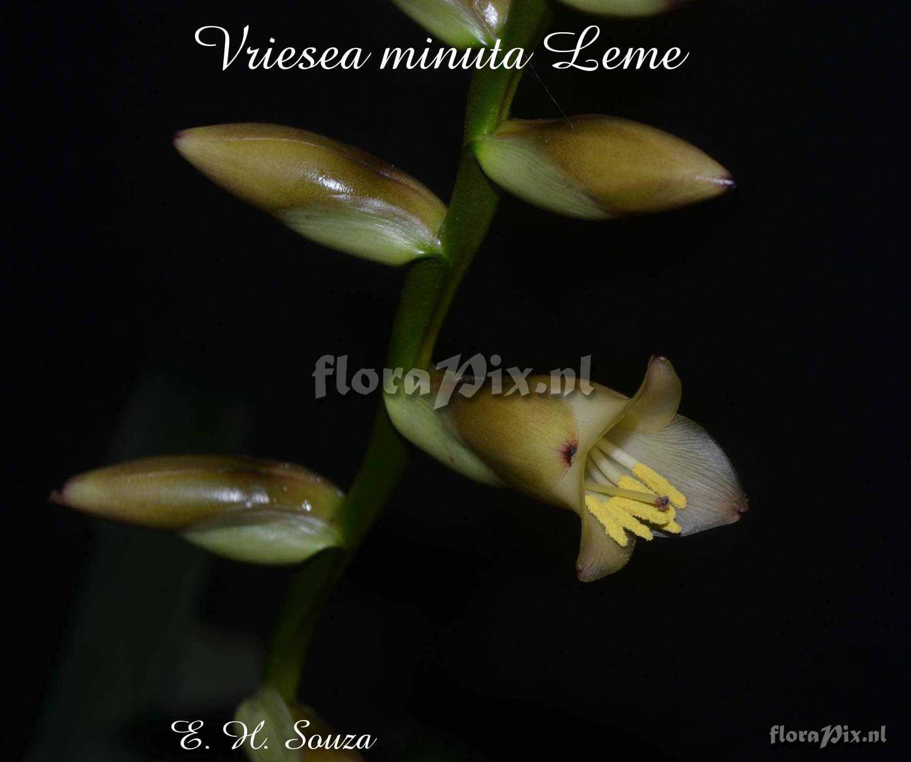 Vriesea minuta