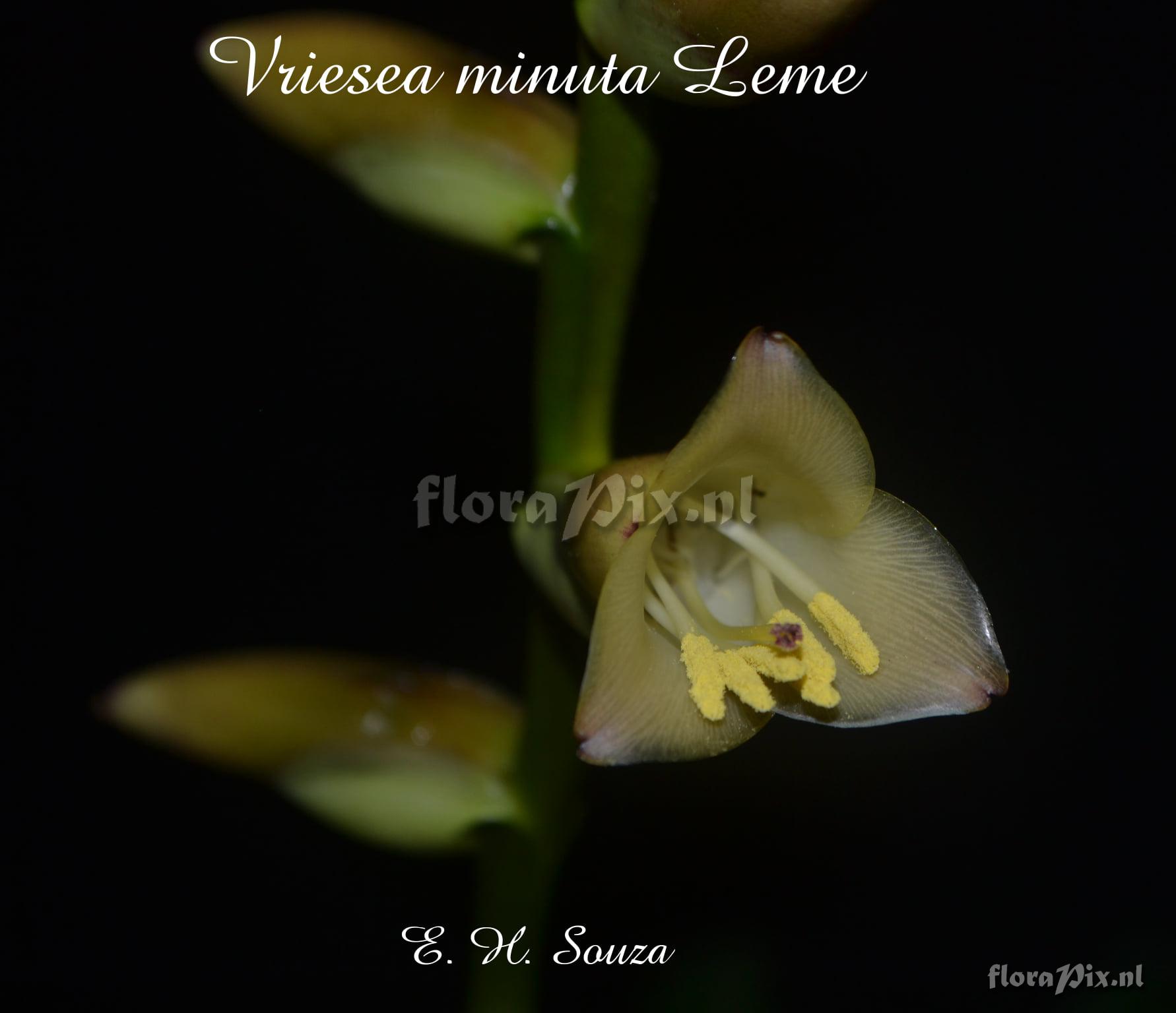 Vriesea minuta