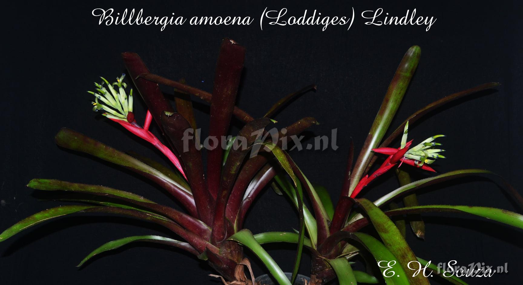 Billbergia amoena