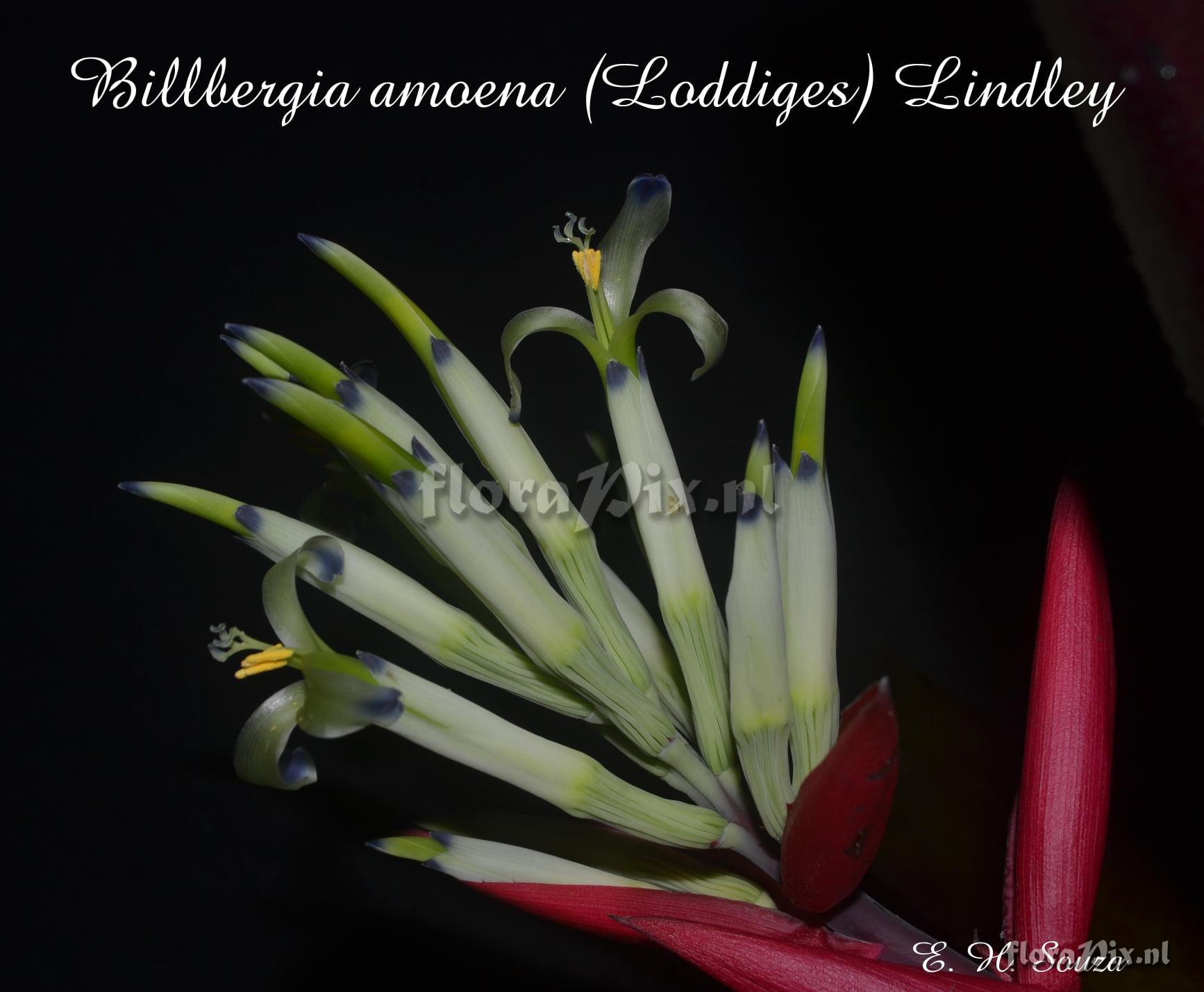 Billbergia amoena