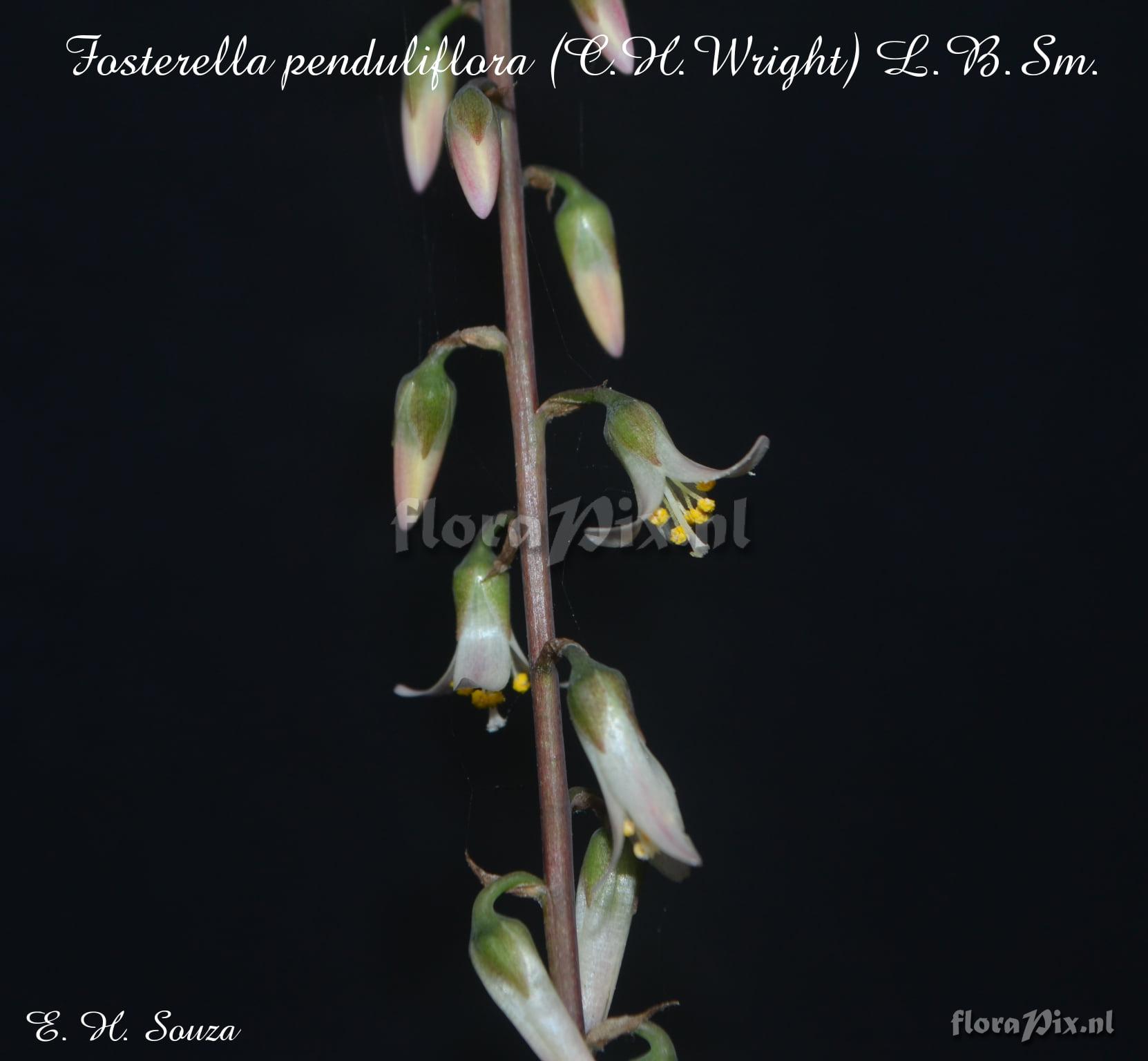 Fosterella penduliflora