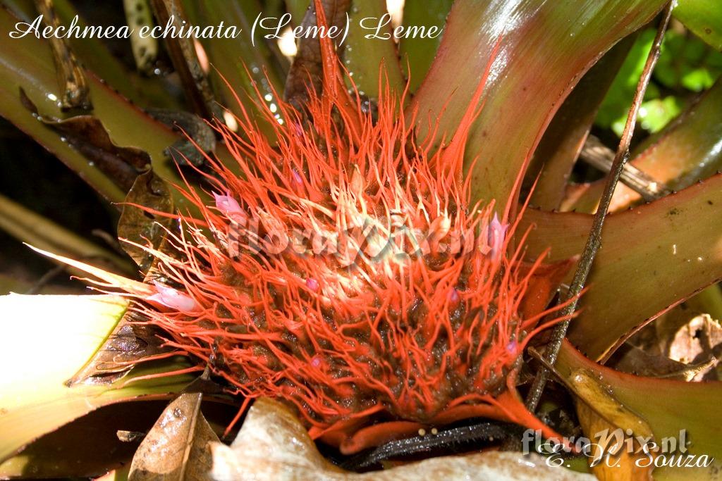 Aechmea echinata