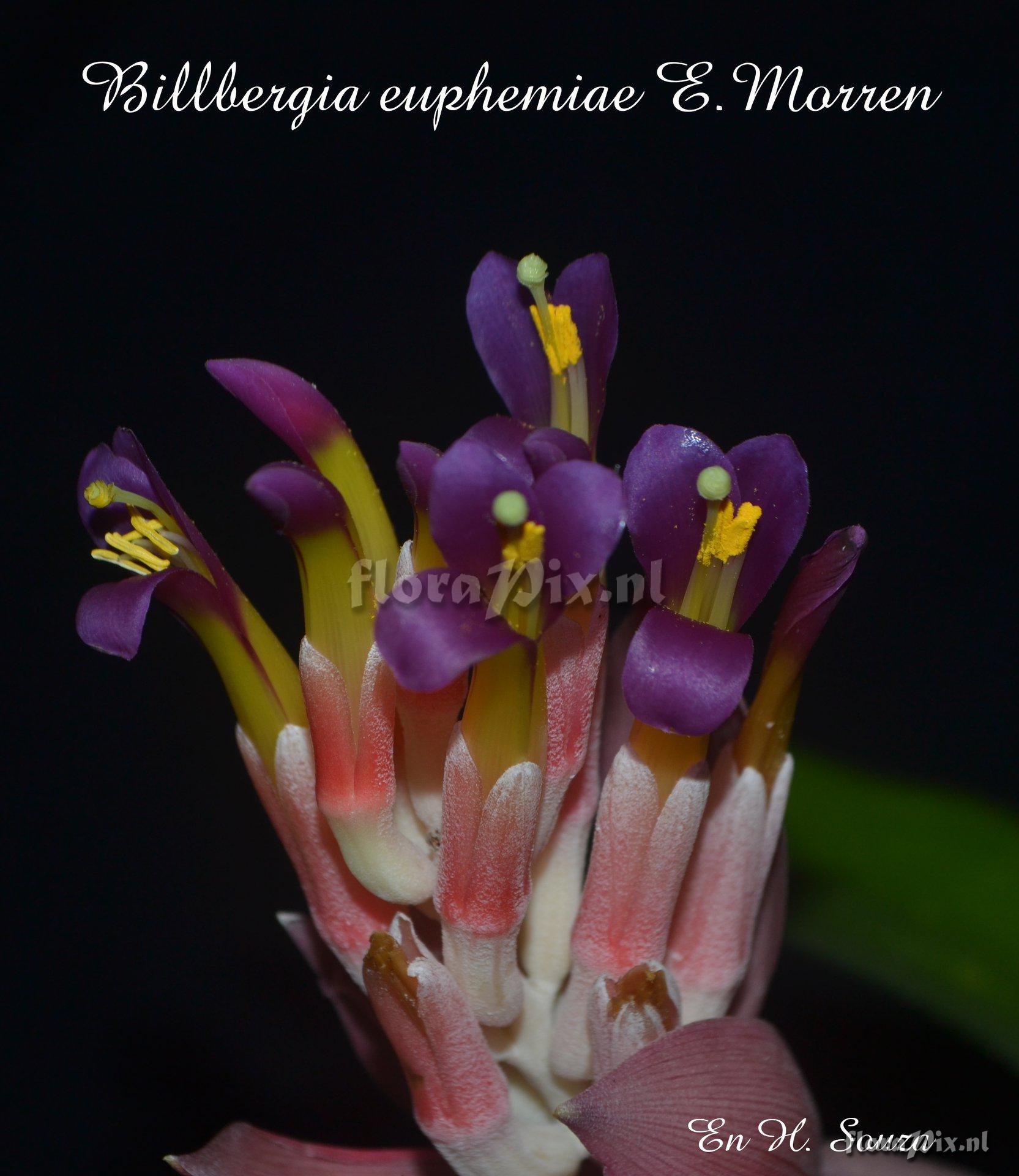 Billbergia euphemiae