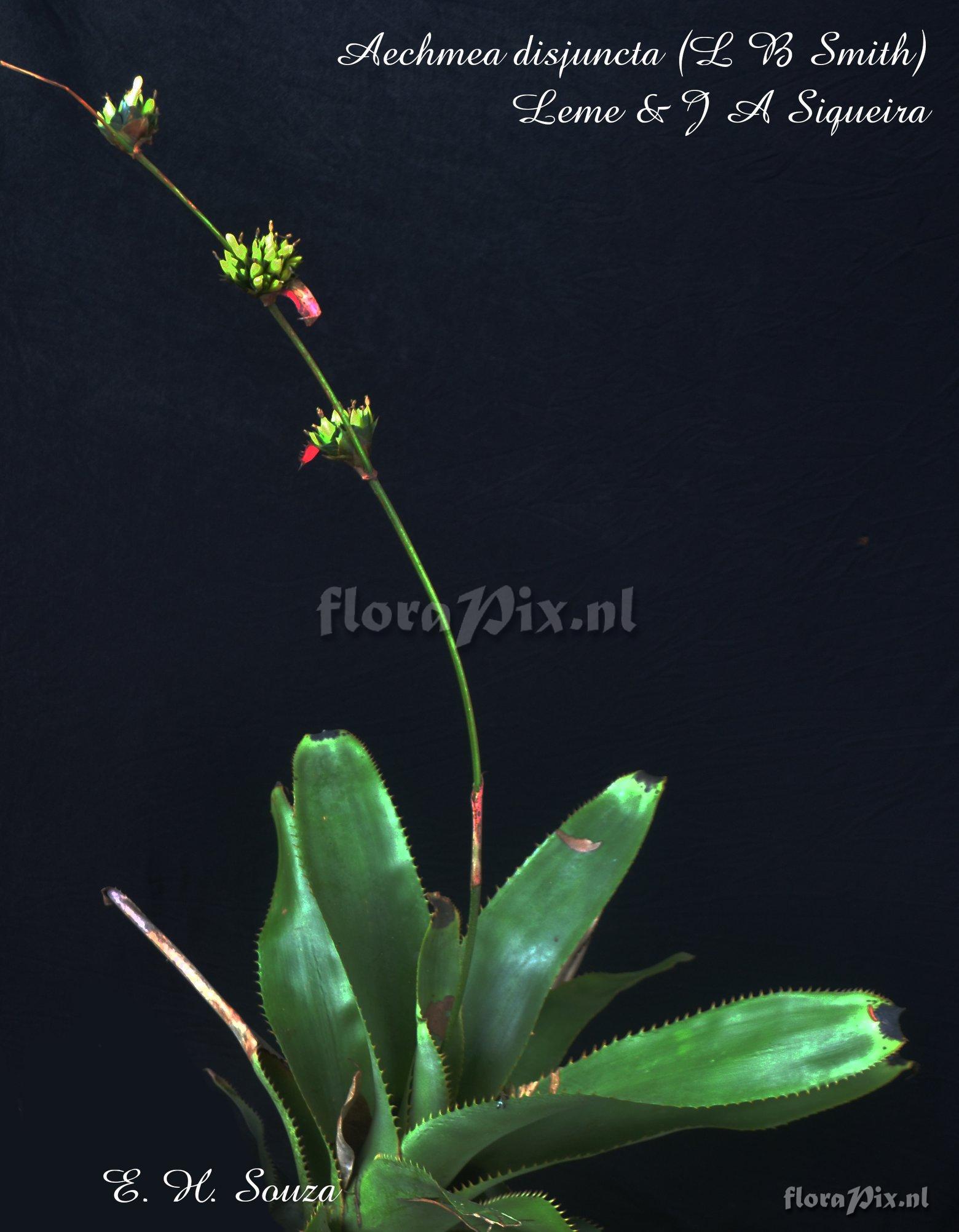 Aechmea disjuncta