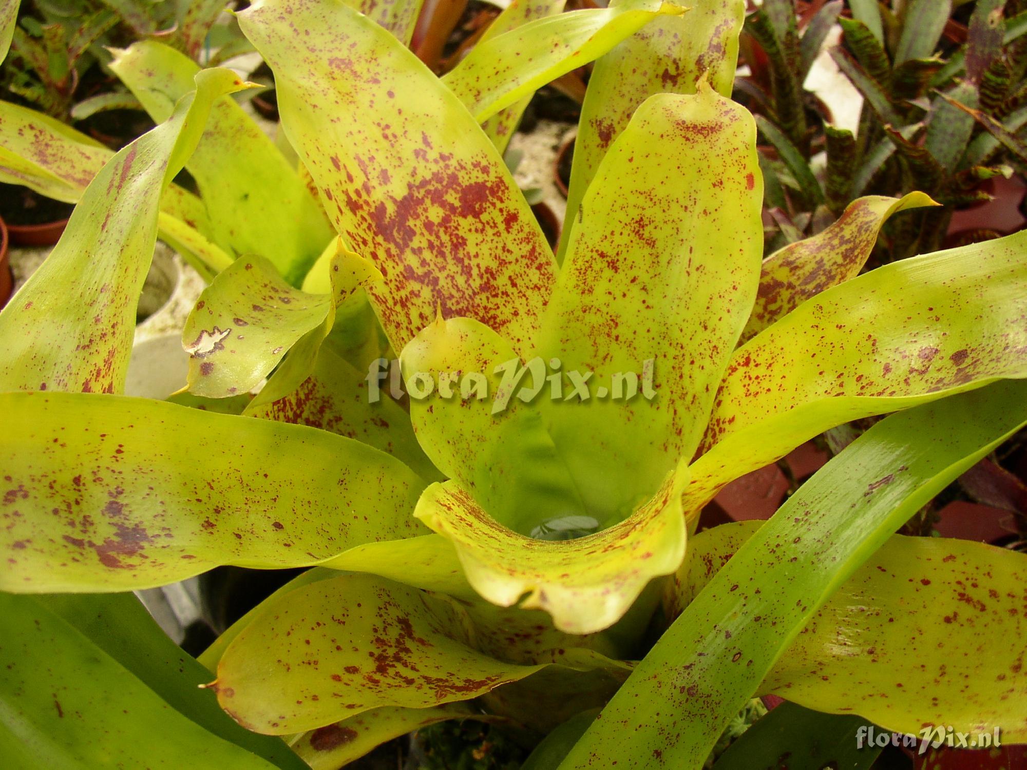 Neoregelia kautskyi