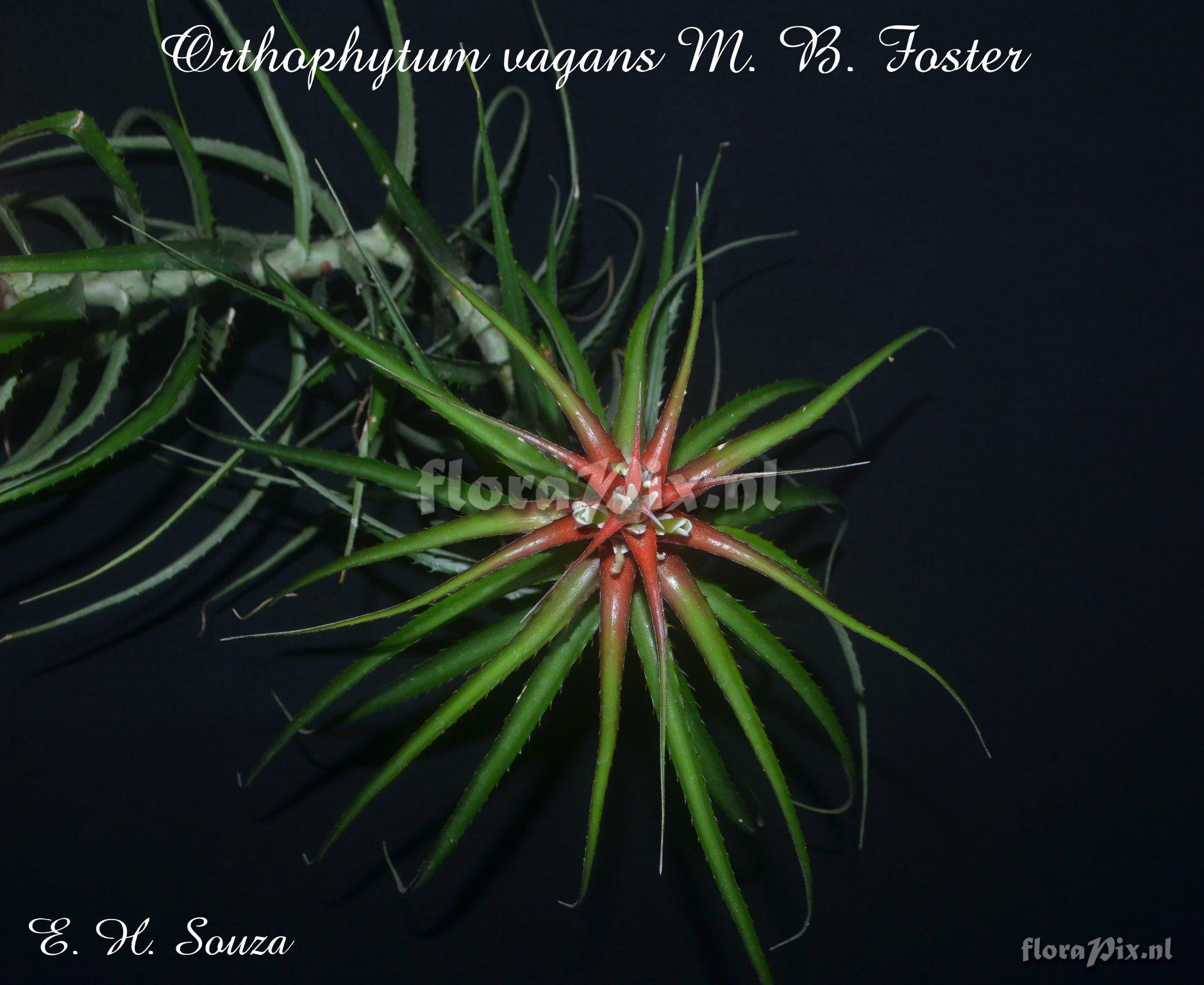 Orthophytum vagans