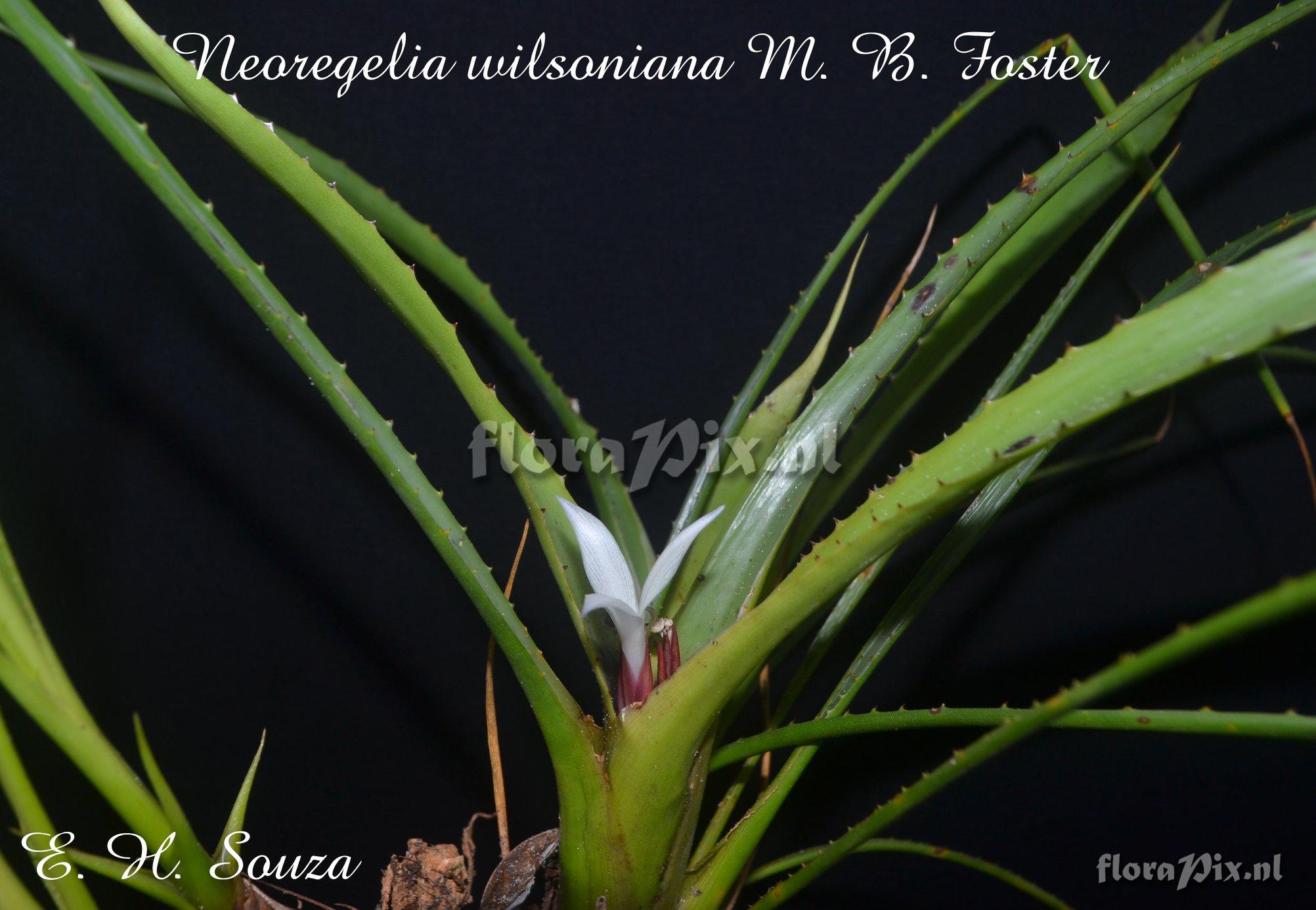 Neoregelia wilsoniana