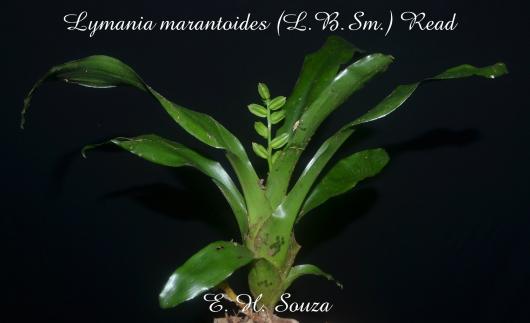 Lymania marantoides