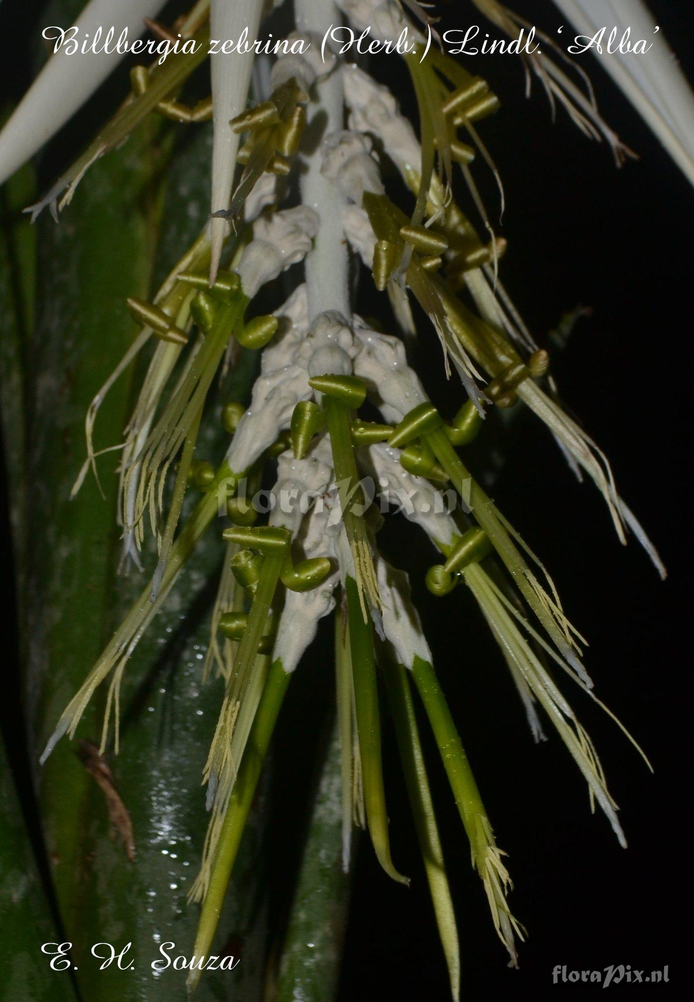 Billbergia zebrina