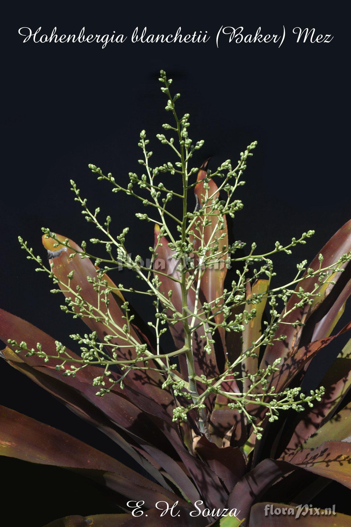 Hohenbergia blanchetii