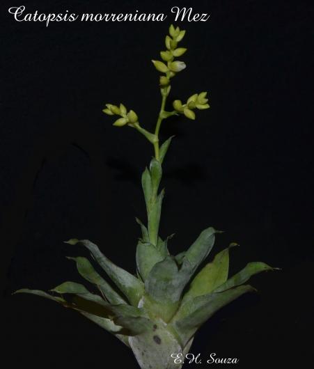 Catopsis morreniana