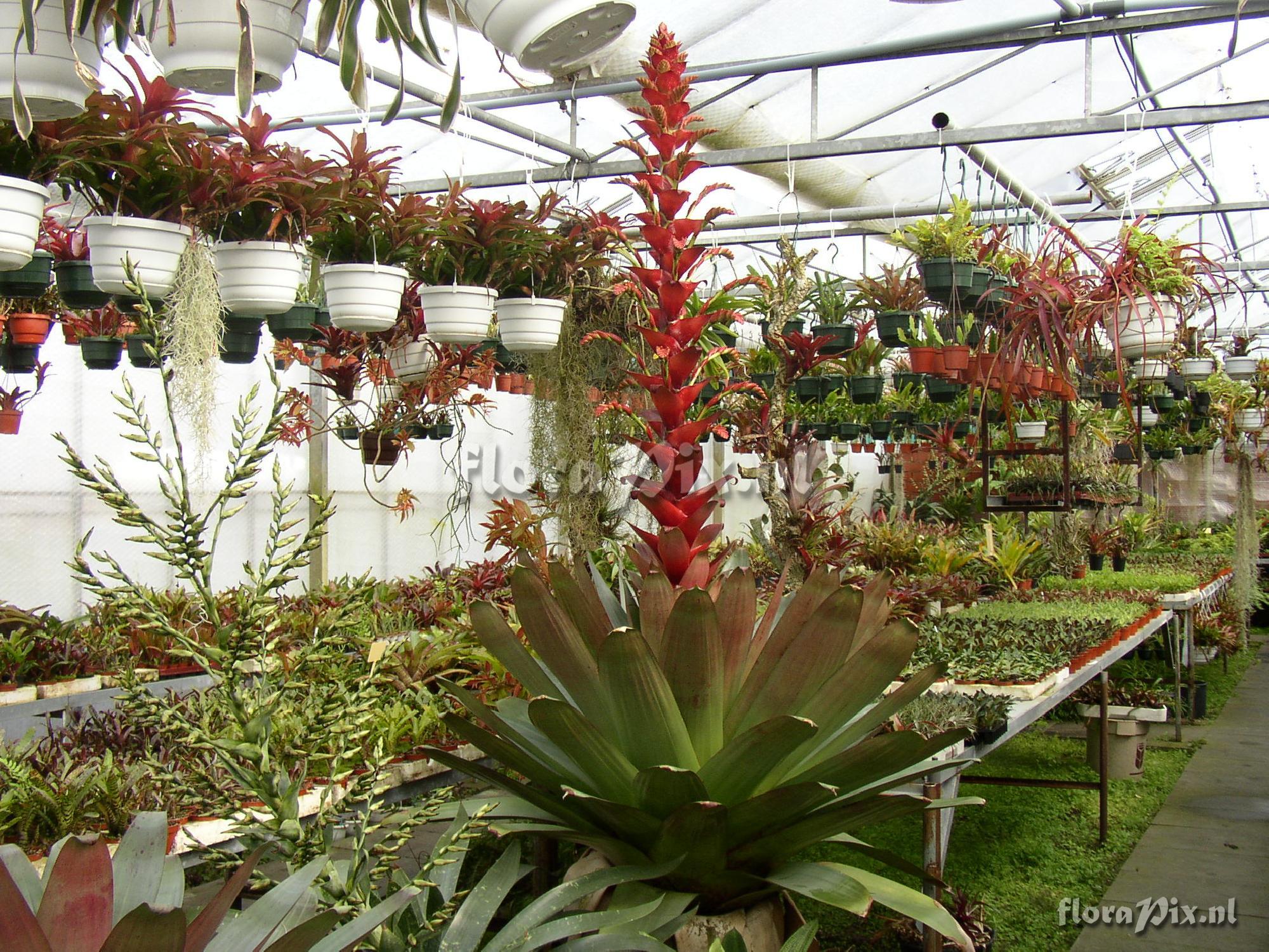 Alcantarea imperialis flower