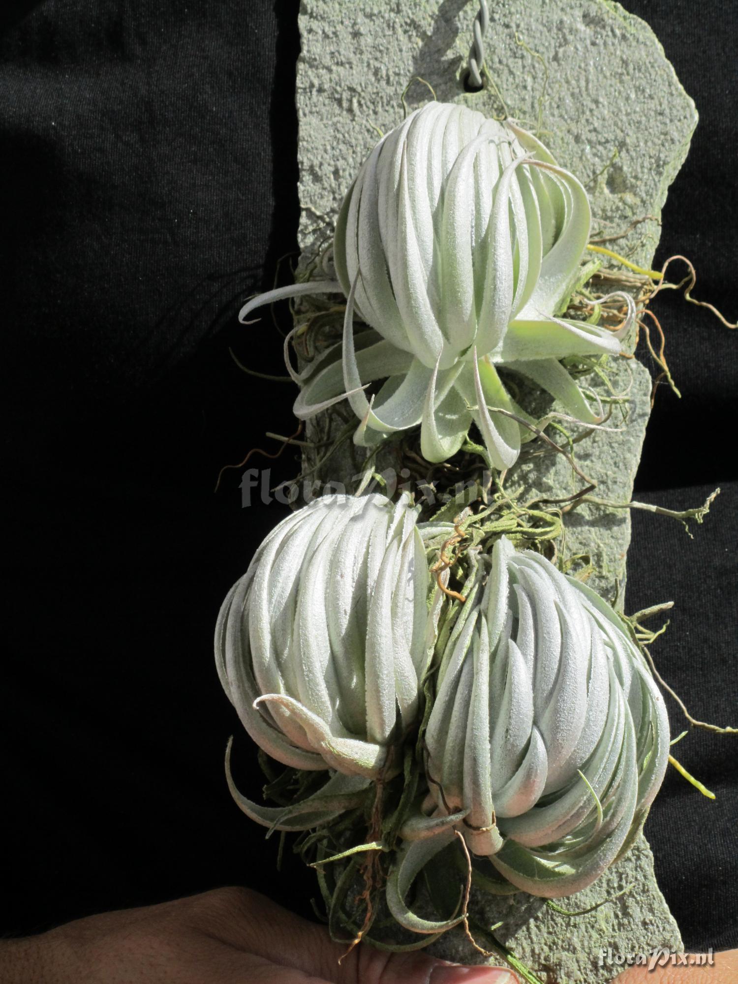 Tillandsia piauiensis