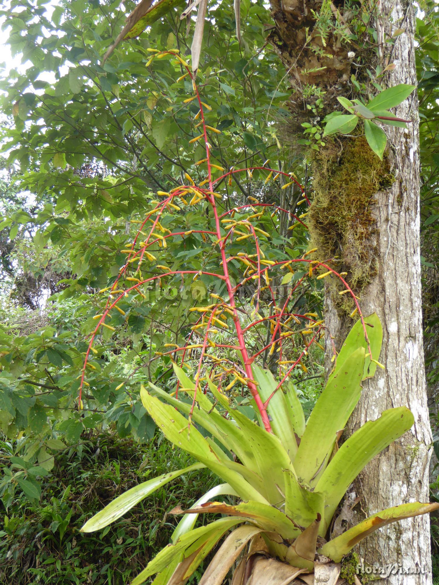 Guzmania harlingii