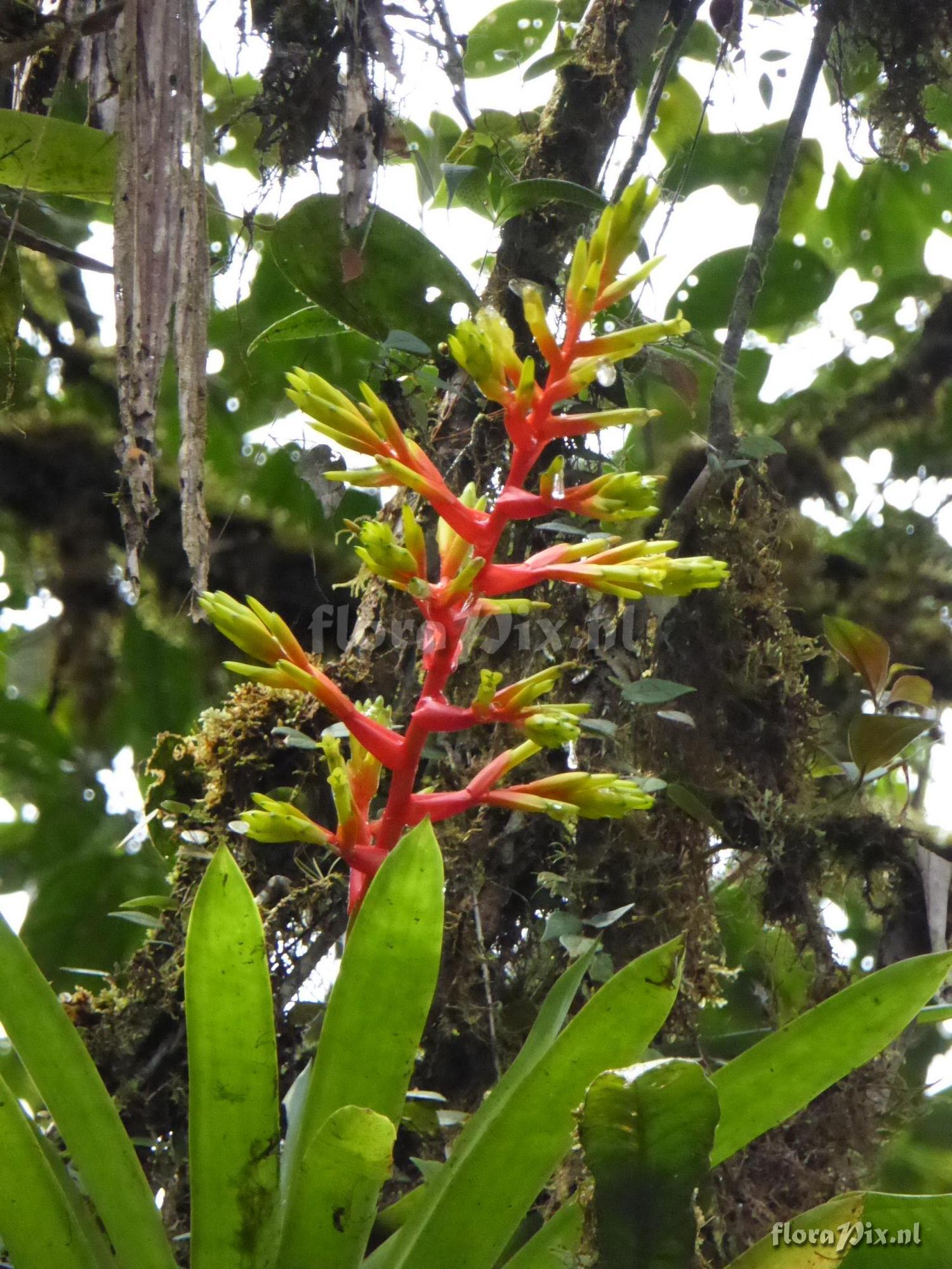 Guzmania scherzeriana