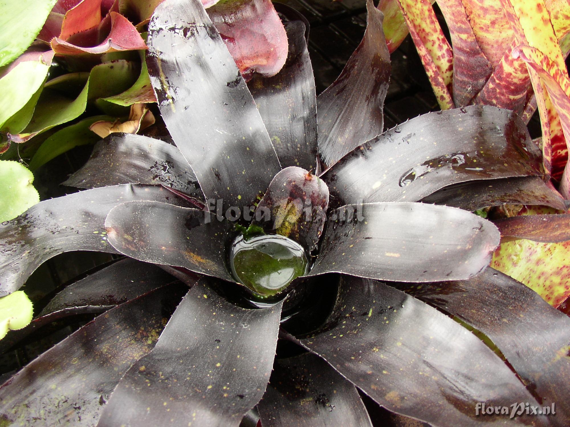 Neoregelia Midnight