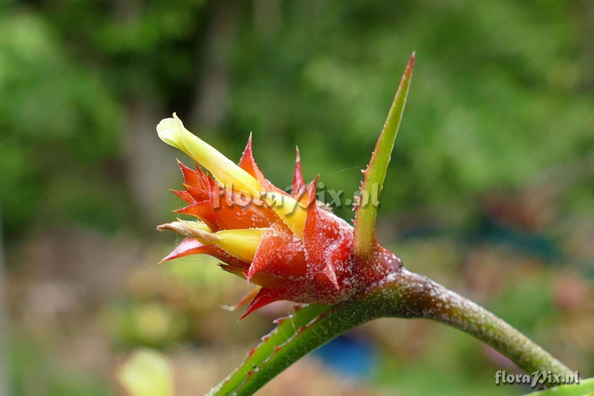 Acanthostachys strobilacea