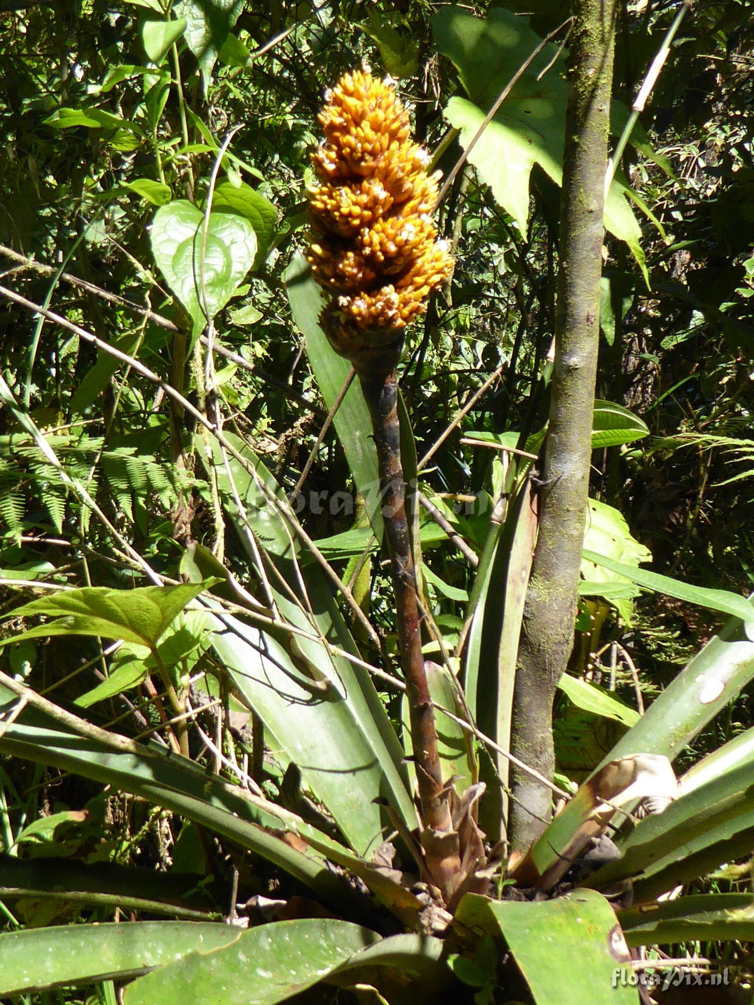 Guzmania teuscheri