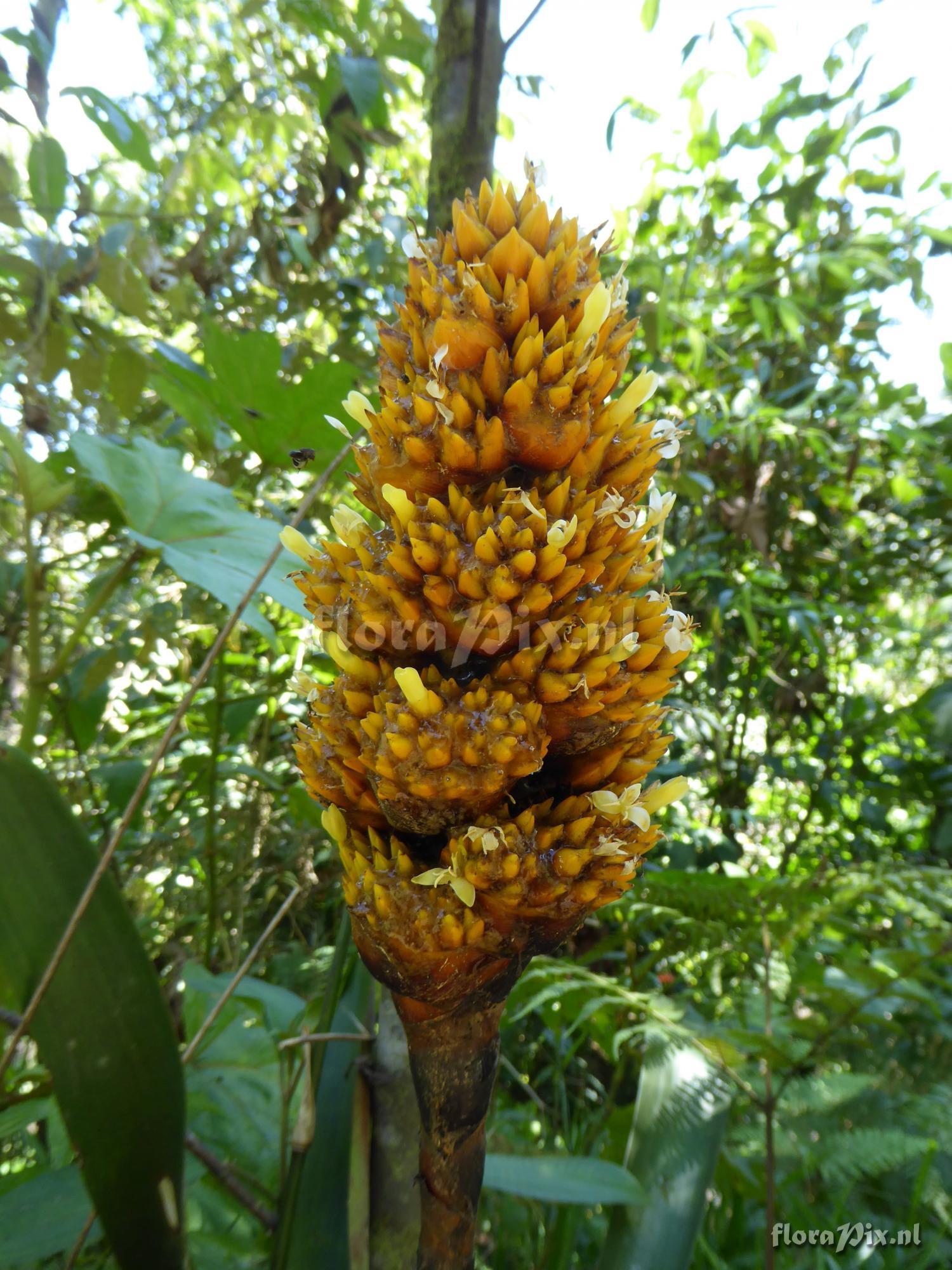 Guzmania teuscheri