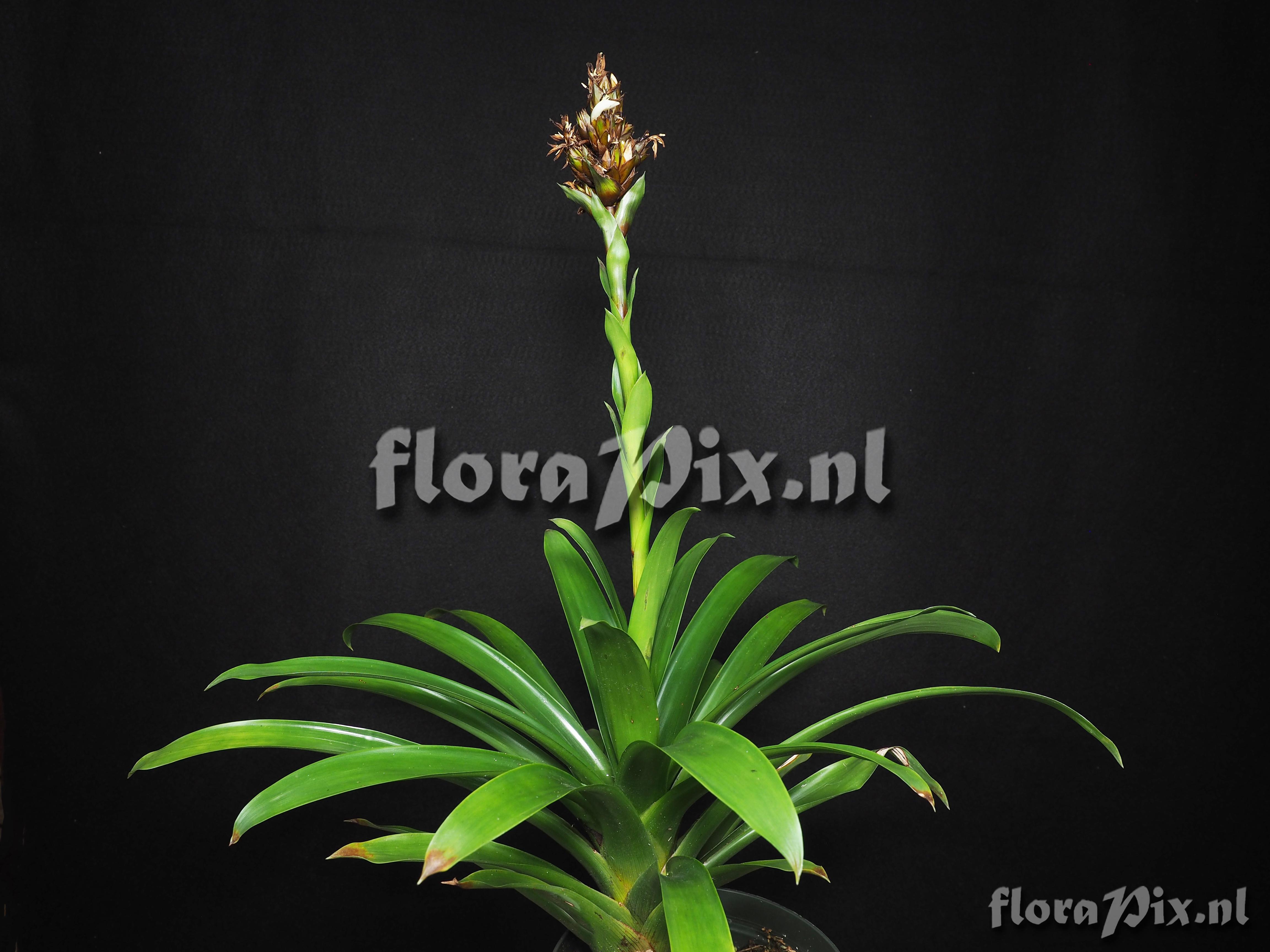 Guzmania densiflora